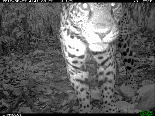 jaguar ed