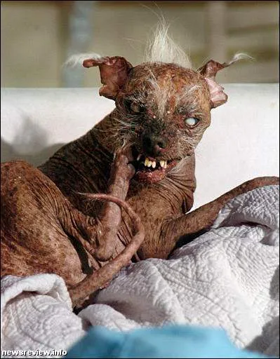 lelijkehond