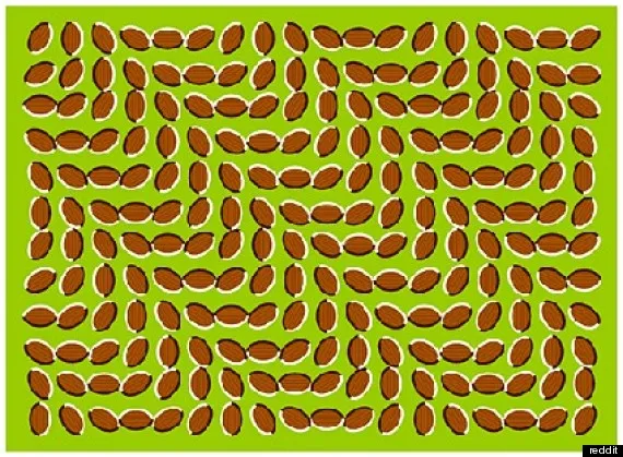 o optical illusions 570