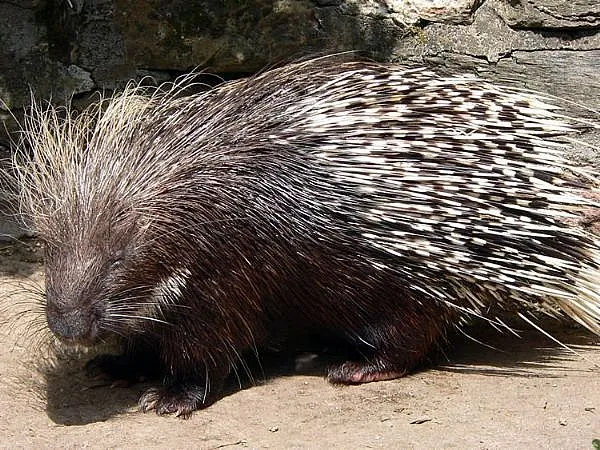 porcupine main full