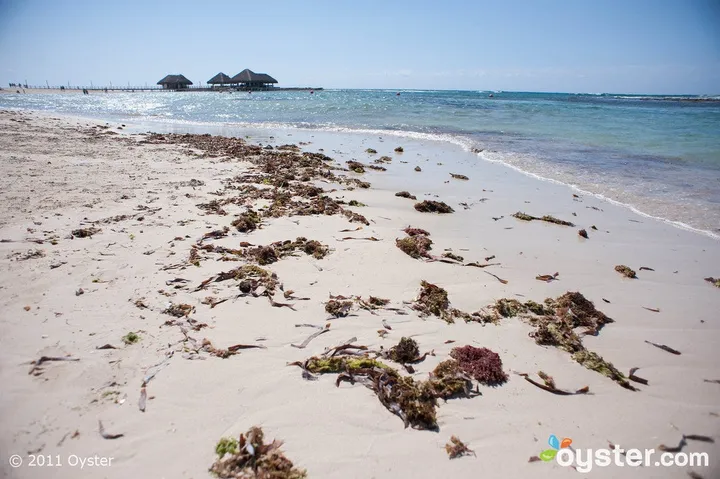 reality that beach is covered in seaweed