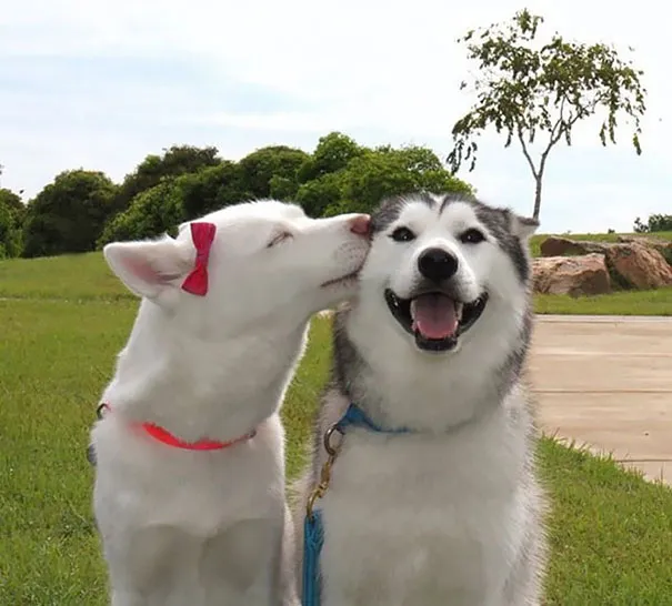 smiling animals 12 570e0c253b4fc 605