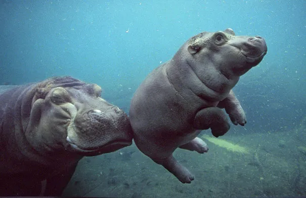 smiling animals 19 570e0c33f11c5 605