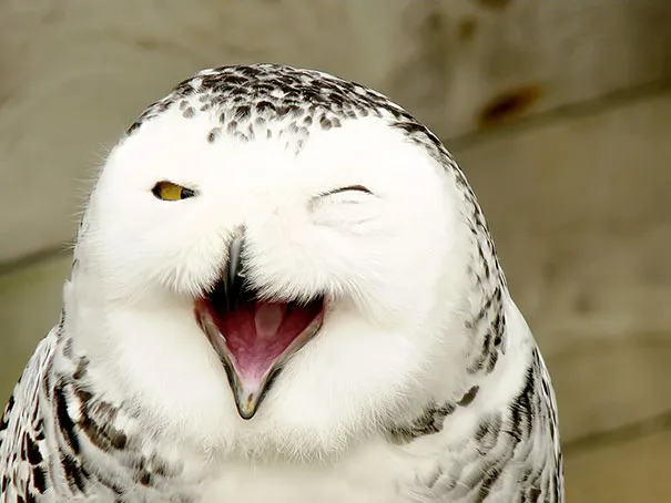 smiling animals 6 570e0c171eee1 605