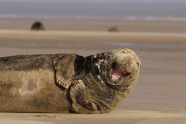 smiling animals 7 570e0c19157ca 605