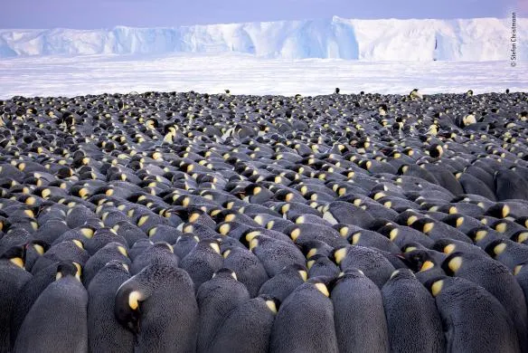 stefan christmann wildlife photographer of the year 584x390