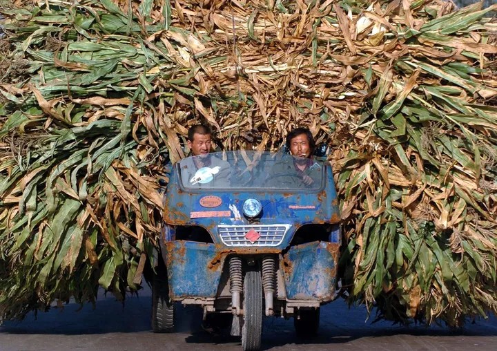 these chinese farmers are transporting harvested barley