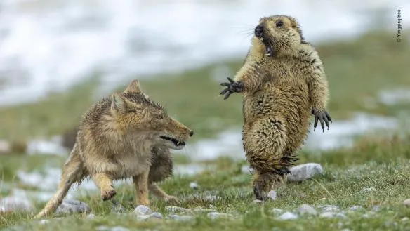 yongqing bao wildlife photographer of the year 1 1 584x329