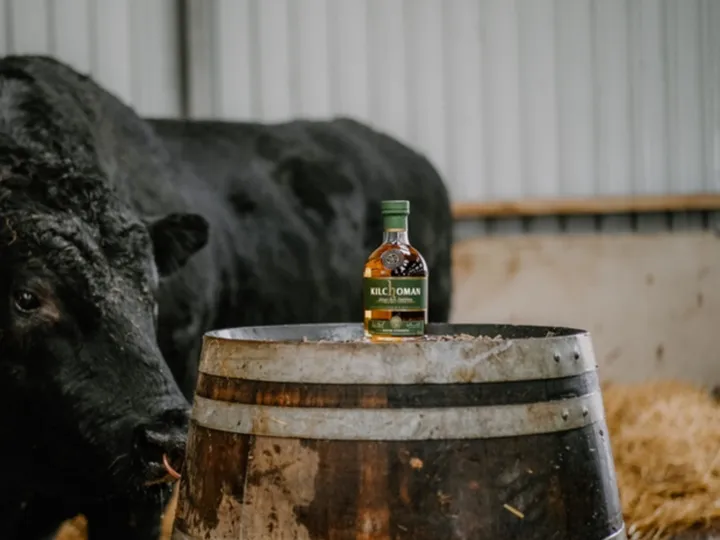 kilchoman batch strength whisky in a barn on a cask next to a cow