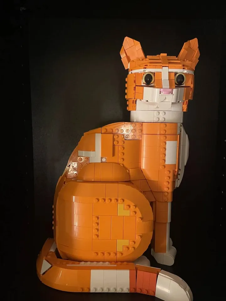 orange cat