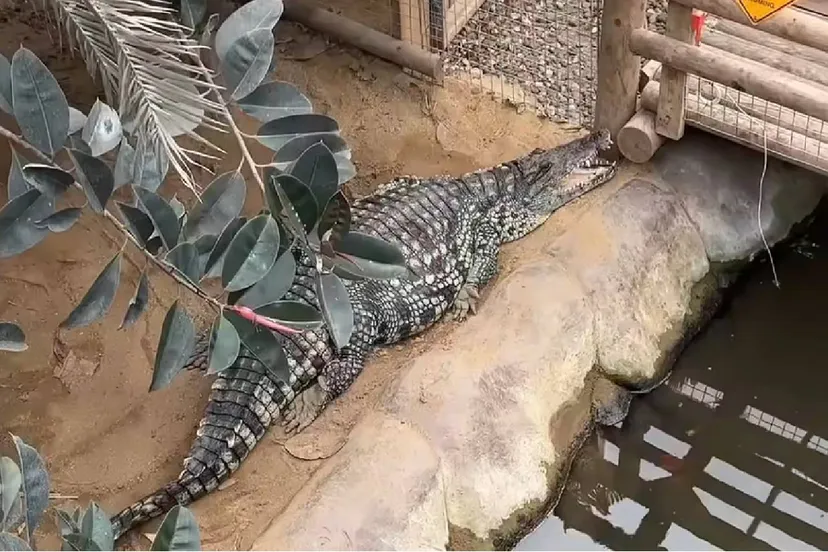 Krokodillenverblijf in de dierentuin